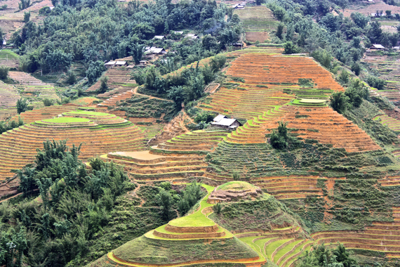 Sapa rice terraces Vietnam