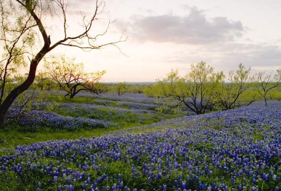 2014-04-28-field_of_bluebonnetschase_a._fountain.jpg