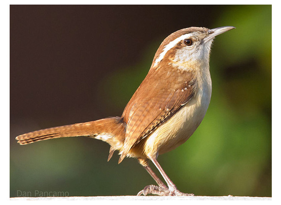 2014-04-30-Fig3carolinawren.jpg