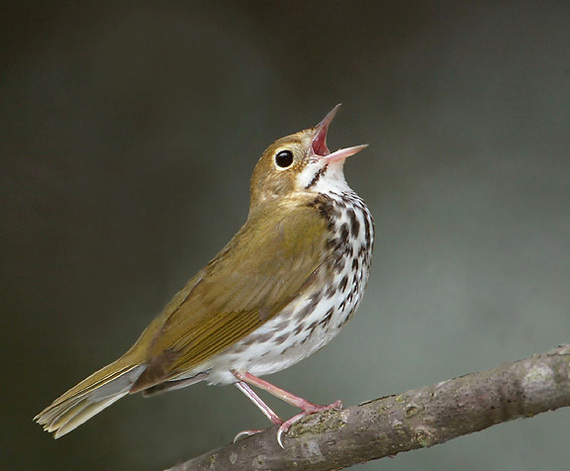 2014-04-30-Fig6ovenbird.jpg