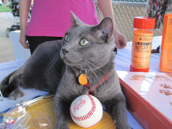 2014-04-30-Jakethebaseballcat_EDIT.jpg