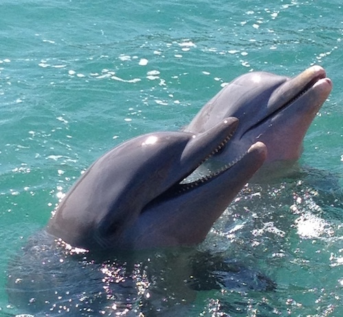 2014-04-30-dolphins.jpg