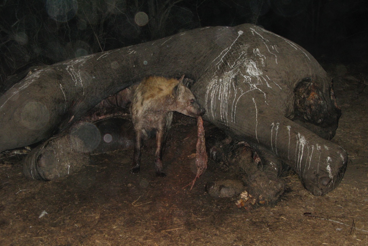 2014-05-02-Hyenaandelephant.jpg