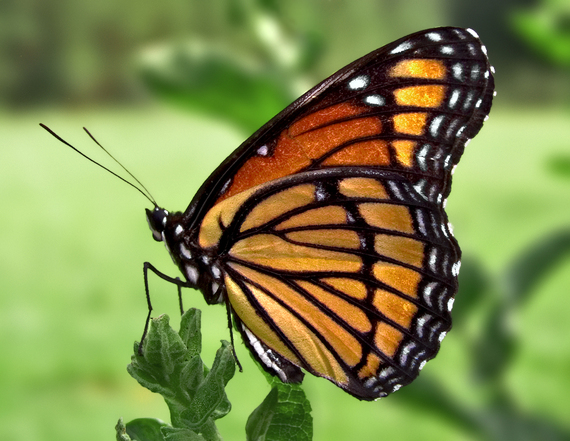 2014-05-04-butterfly.jpg