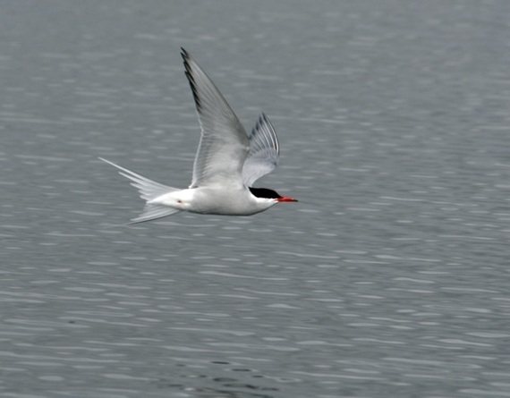 2014-05-05-Arctictern.jpg