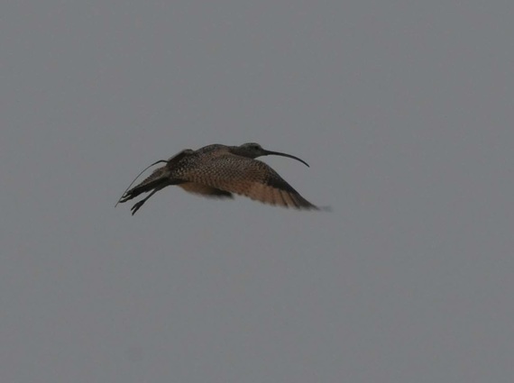 2014-05-05-Longbilleddowitcher.jpg