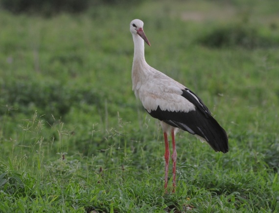 2014-05-05-Whitestork.jpg