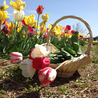 2014-05-05-tulipsburnsidefarms.jpg