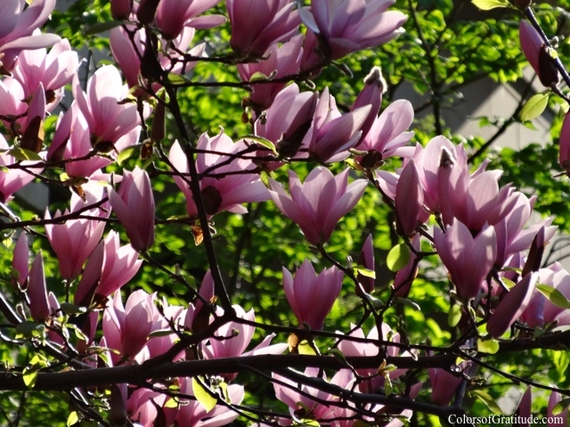 2014-05-07-Magnolias_rememberyourroots_blossomherenow.jpg