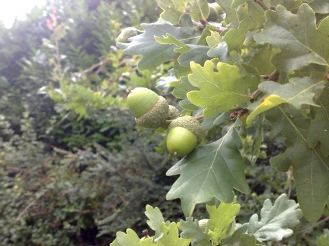 2014-05-08-Acornsonthetree.jpg