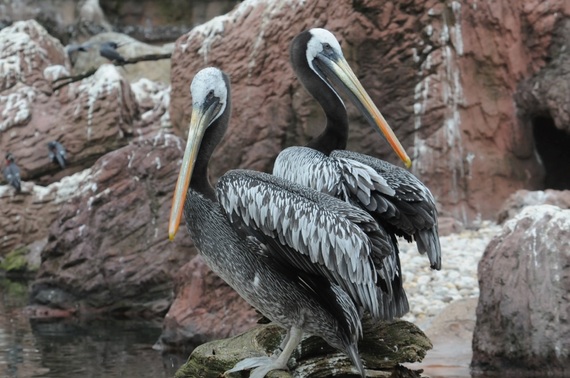 2014-05-08-PeruvianpelicansSZack.jpg