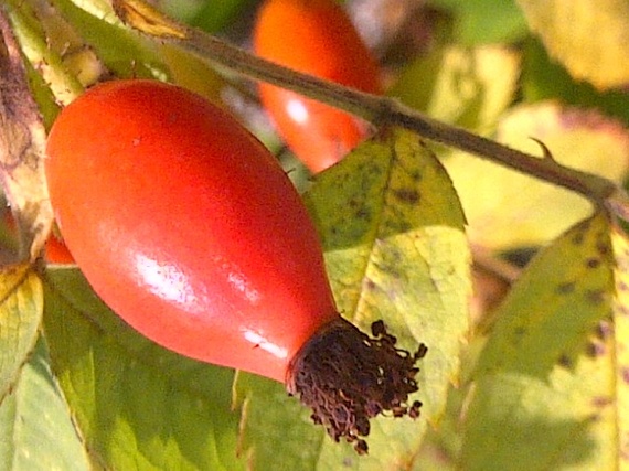 2014-05-08-Rosehip.jpg