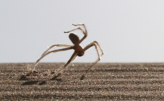 2014-05-08-spiderflip.jpg