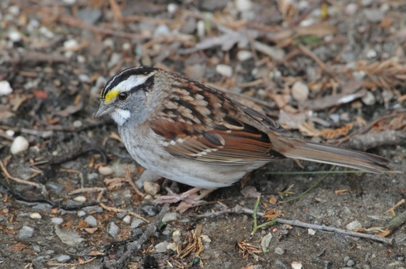 2014-05-08-whitethroatedsparrowSZack.jpg