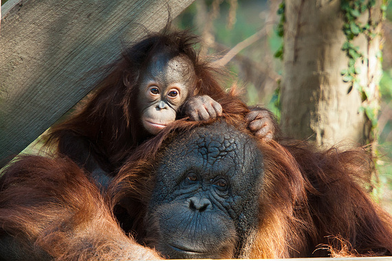 2014-05-09-HoustonZoocheyenneaurora.jpg