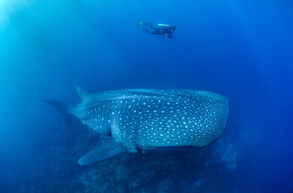 2014-05-12-whaleshark1.jpg