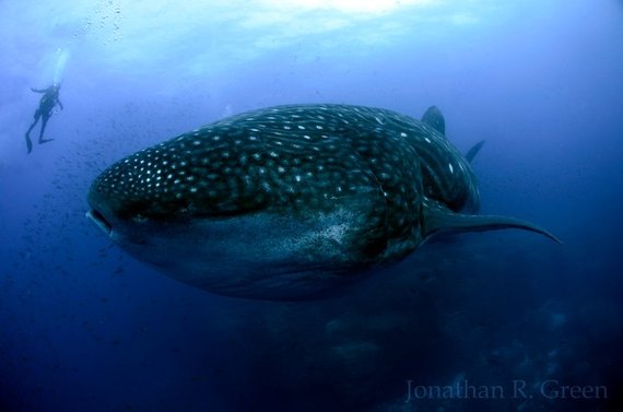 2014-05-12-whaleshark3.jpg