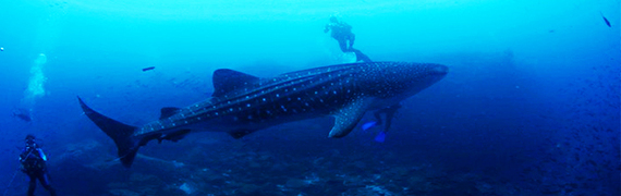 2014-05-12-whalesharkbanner.jpg