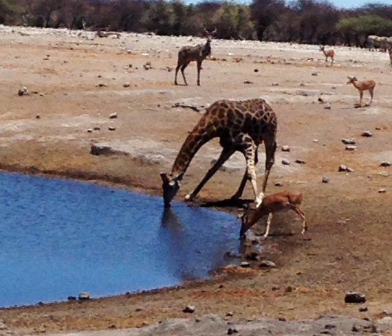 2014-05-14-etosha.jpg