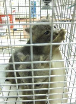 Fox kit in live trap at WildCare. Photo by Kelle Kacmarcik