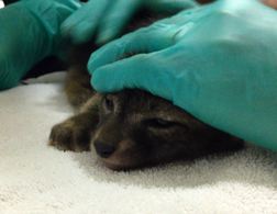 The kit is gently restrained while he is given rehydrating fluids. Photo by Alison Hermance