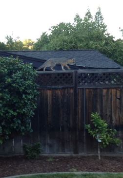 Gray Foxes can climb trees and fences as well as any cat! Photo by April Pierce