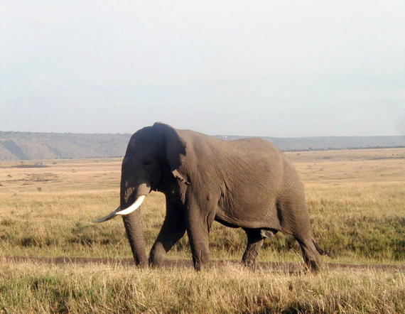 2014-05-15-05BullElephant.jpg