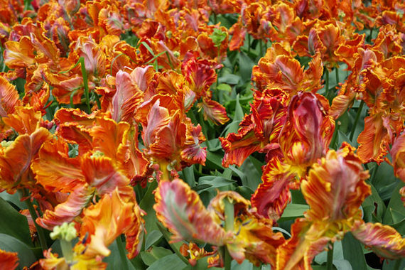 2014-05-15-flamingtulipskeukenhofnetherlands.jpg