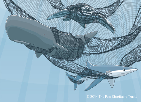 An illustration of a pilot whale, sea turtle, and other animals caught in a gilnet