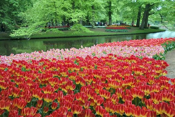 2014-05-15-keukenhoftulipgardennetherlands.jpg