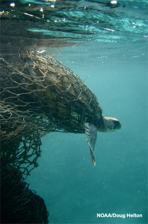 A sea turtle entangled in a ghost net