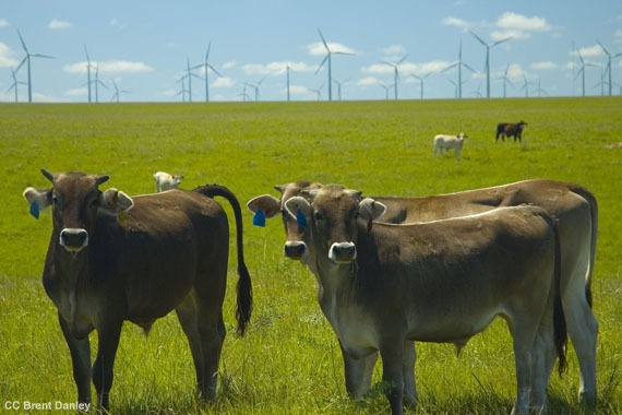 2014-05-16-windcows.jpg