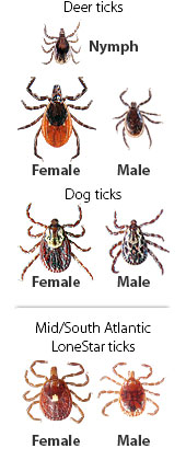 Ticks, Fleas, Mosquitoes -- Oh My! Protecting Your Dog Against External ...