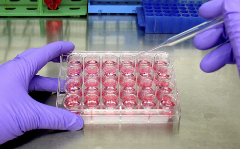2014-05-24-CellCulturespresseECVAM.jpg