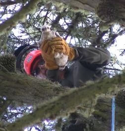 WildCare's volunteer arborist gently places the baby Red-tail in the nest. WildCare photo by Alison Hermance