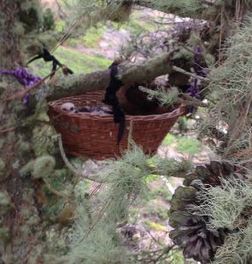 The first baby in his wicker nest. WildCare photo by Jim Cairnes