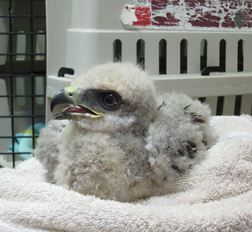 Baby Red-tailed Hawk gets fed at WildCare before being reunited with her wild parents. Photo by Alison Hermance