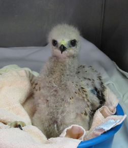 The second nestling at WildCare. Photo by Alison Hermance