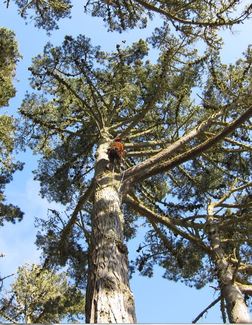 The tree where the nest is located was over 100 feet high. WildCare photo by Alison Hermance