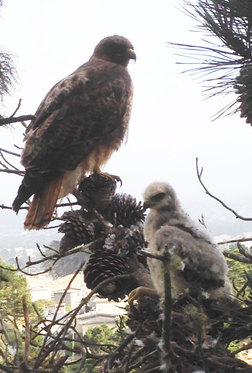 The mother Red-tail and yet another fluffy baby sit less than ten feet from Jim. WildCare photo by Jim Cairnes