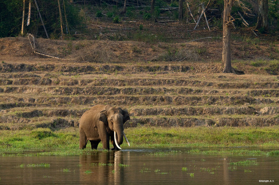 Elephant Conservation Success Stories to Celebrate and Replicate | HuffPost