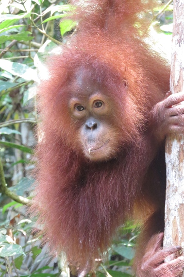 2014-06-01-OrangutanBorneoEarthDrReeseHalter2.jpg