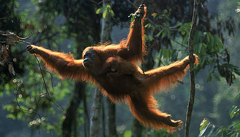 2014-06-01-OrangutanSumatraEarthDrReeseHalter