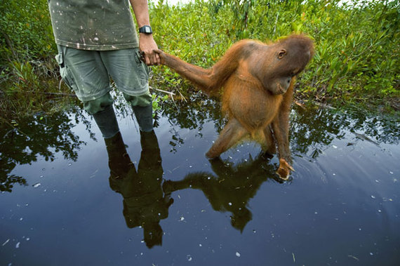 2014-06-01-OrangutansBorneoLoggingEarthDrReeseHalter