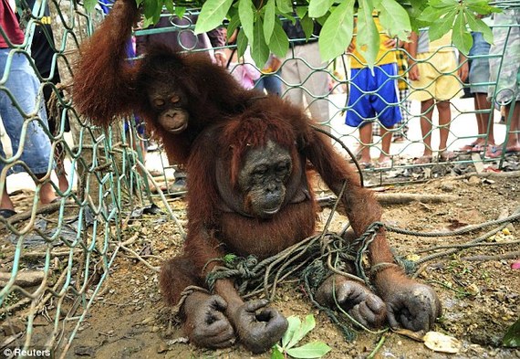 2014-06-01-OrangutansStarvedandChainedfromLoggingEarthDrReeseHalter