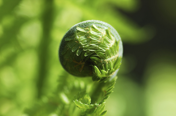 2014-06-02-fiddlehead_stock.jpg