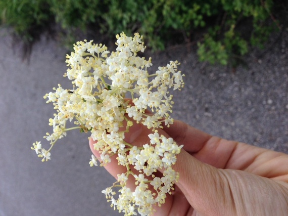 2014-06-03-elderflower.JPG