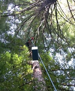 Lifting the box containing the owlet into the tree