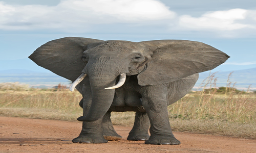 2014-06-06-Elephant.jpg