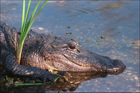 2014-06-06-alligator.jpg